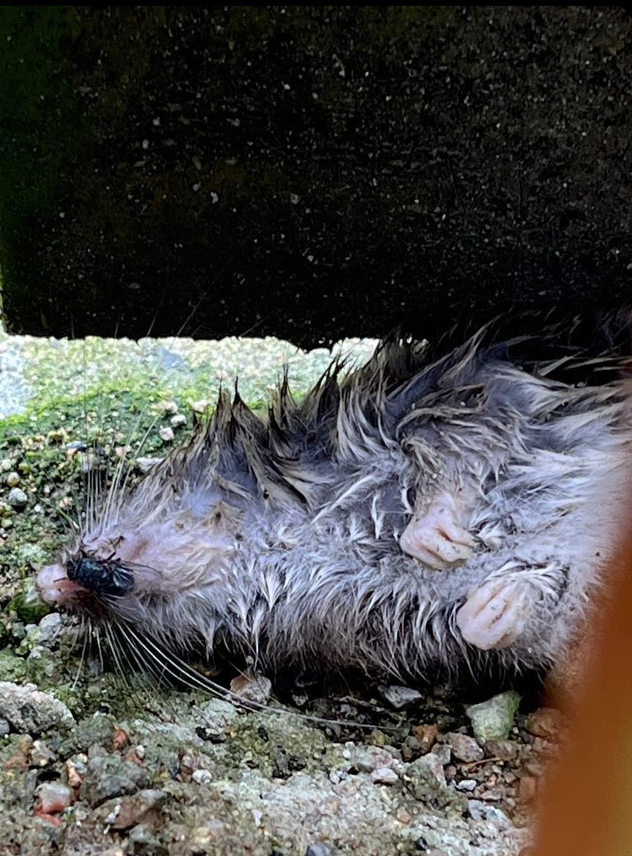 INFESTATION: A rat caught in Glencolin