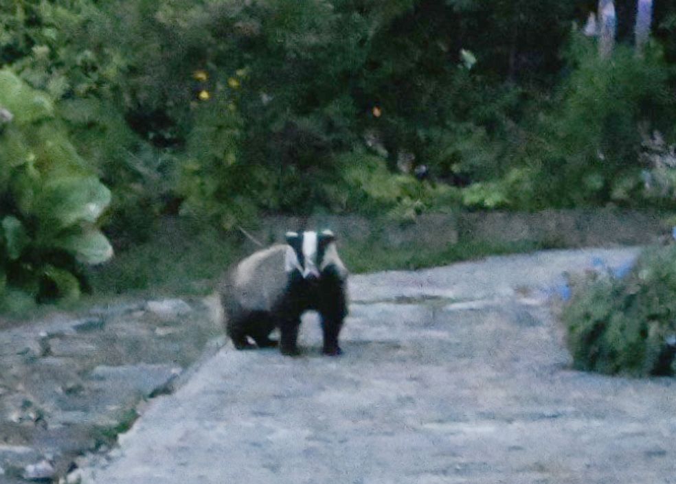 BYE BYE BROCK: The click of the camera shutter was enough to sent the badger scurrying for cover