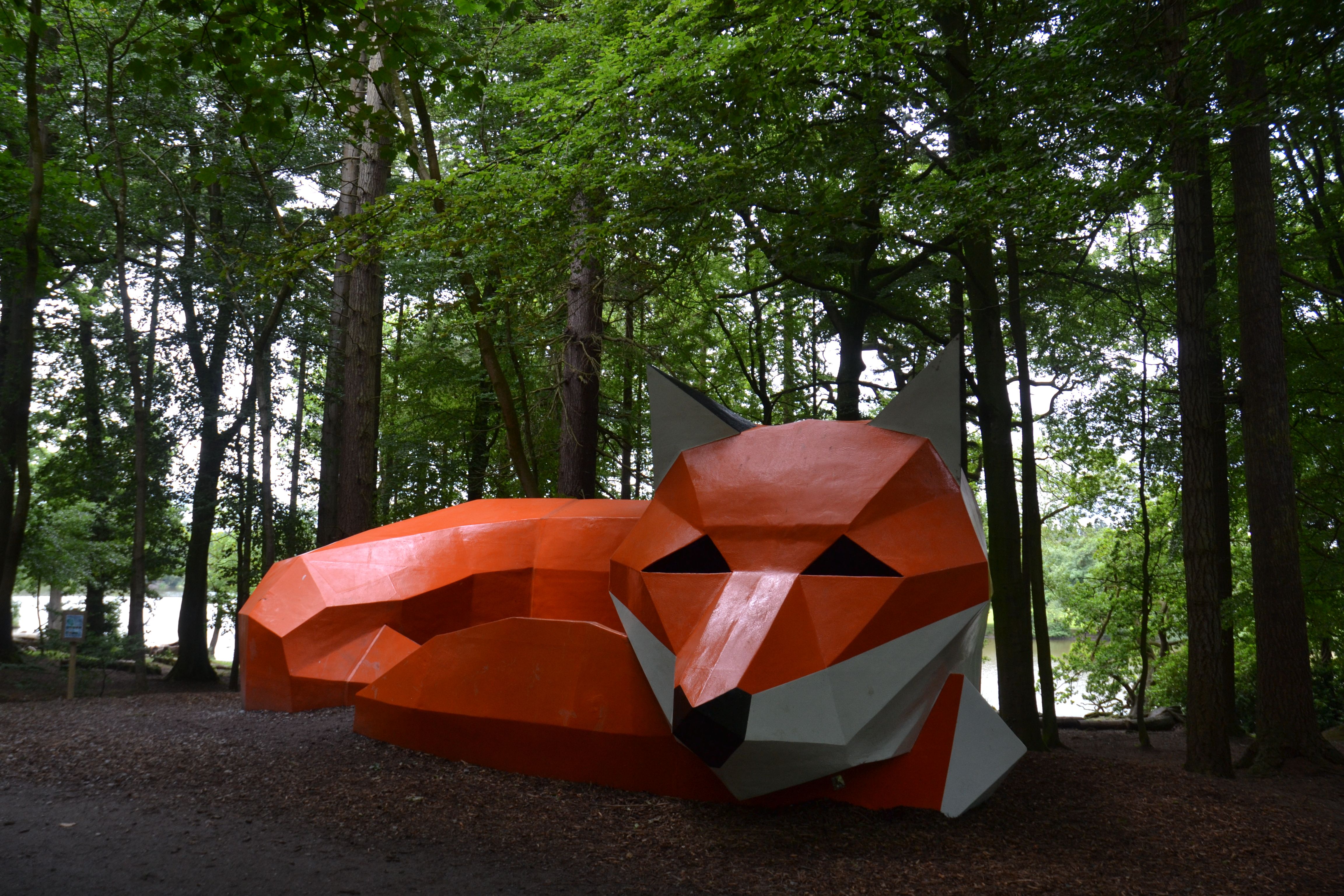 OUTFOXED: Rusty in her full glory in Hillsborough Forest