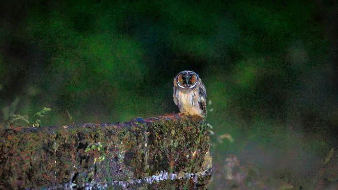 ON THE WING: A long-eared owl is a wonderful sight to behold as night falls