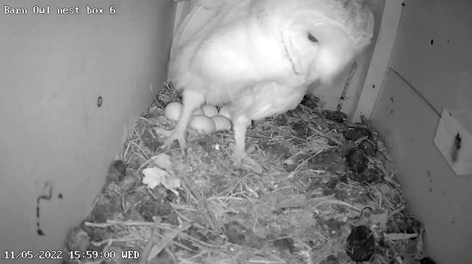 RAY OF HOPE: The barn owl nest with the six eggs – the profusion of mice that Ciarán has helped bring about on his land is a godsend; right, the goldfinch is back in Dúlra’s garden