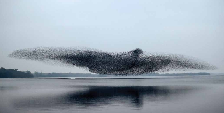 BREATHTAKING: James Crombie's first prize winning photo of a murmuration of birds, taking the form of a bird was dubbed 'Photo of the Year' by judges