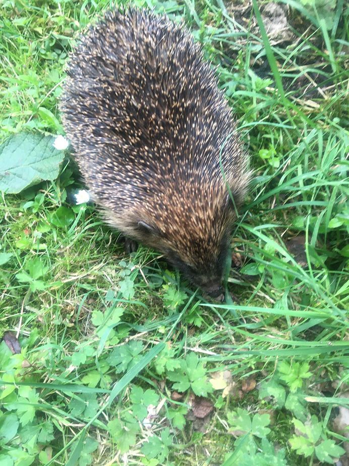 VISITORS: The hedgehog, the redpoll and the baby dunnock, all part of our natural richness