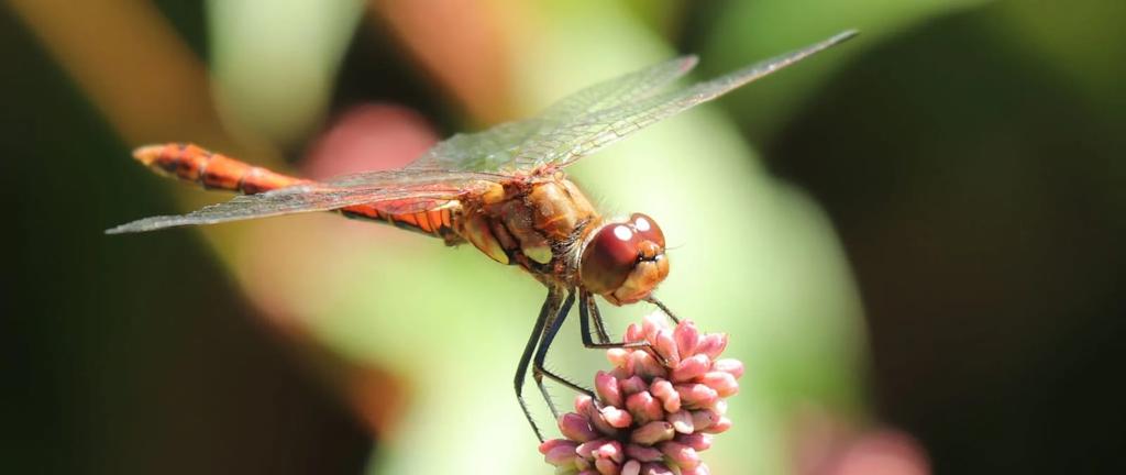 MAGNIFICENT: If you were to invent an insect to grace a magical kingdom, you couldn’t come up with a more stunning one than the dragonfly        (pics by Debbie Nelson)