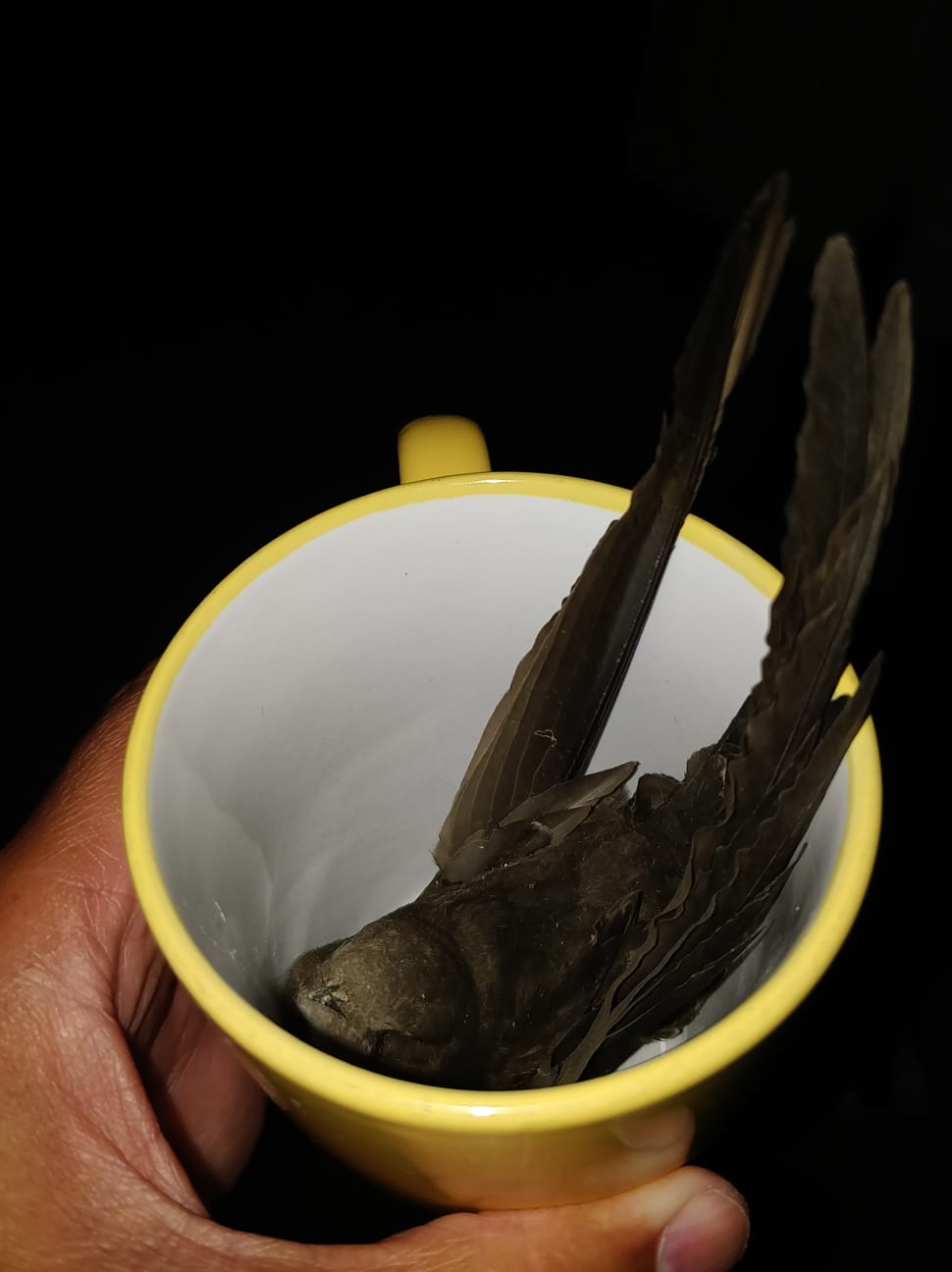 The swift was found inside a cup and when removed 