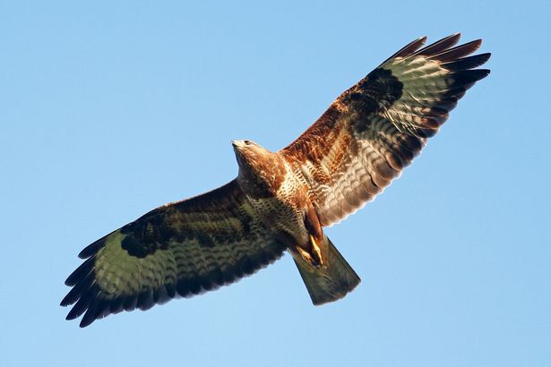 IMPOSING: The buzzard is a familiar sight in the skies over the city