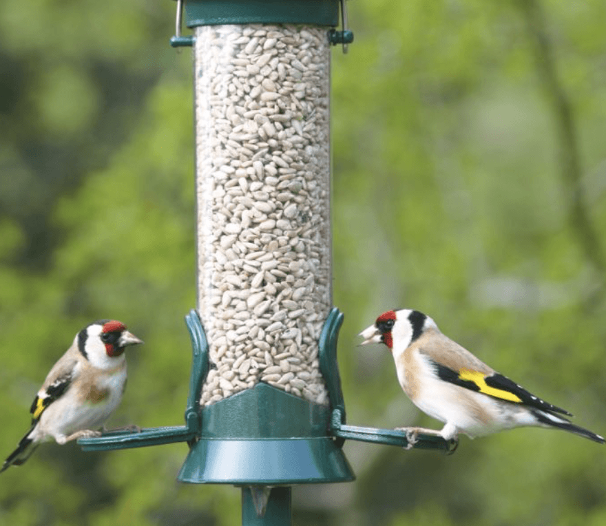 HARD TIMES AHEAD: The goldfinches face a winter challenge