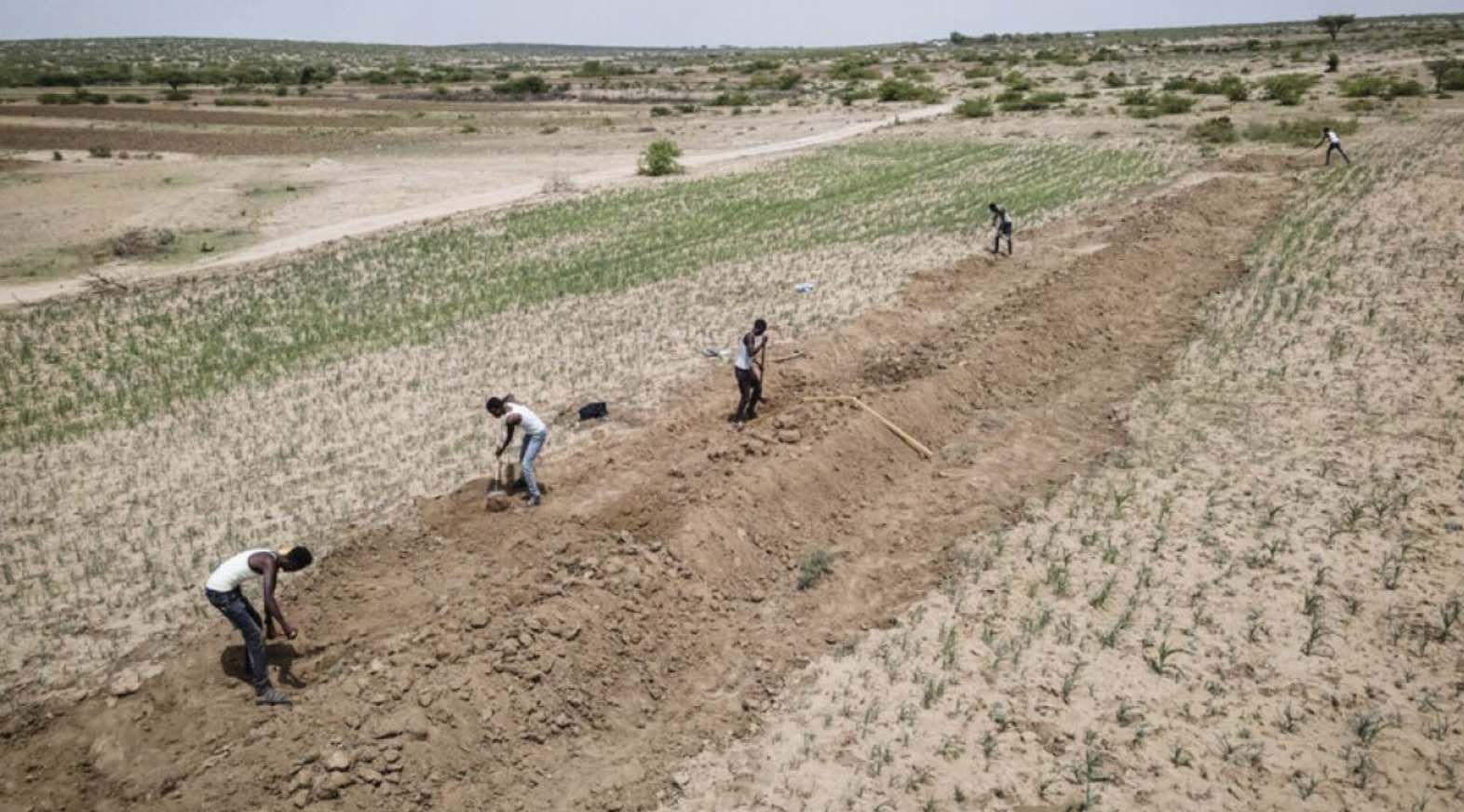 TOUGH WORK: Men in Somalia\'s dry fields