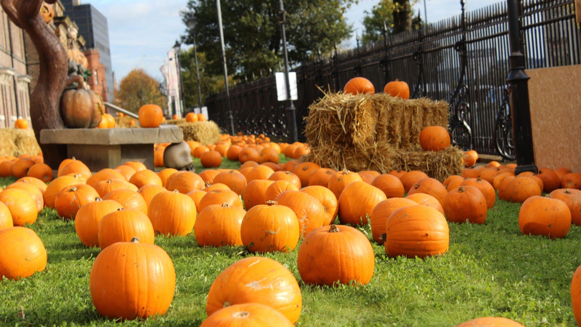 THE pumpkin patch 