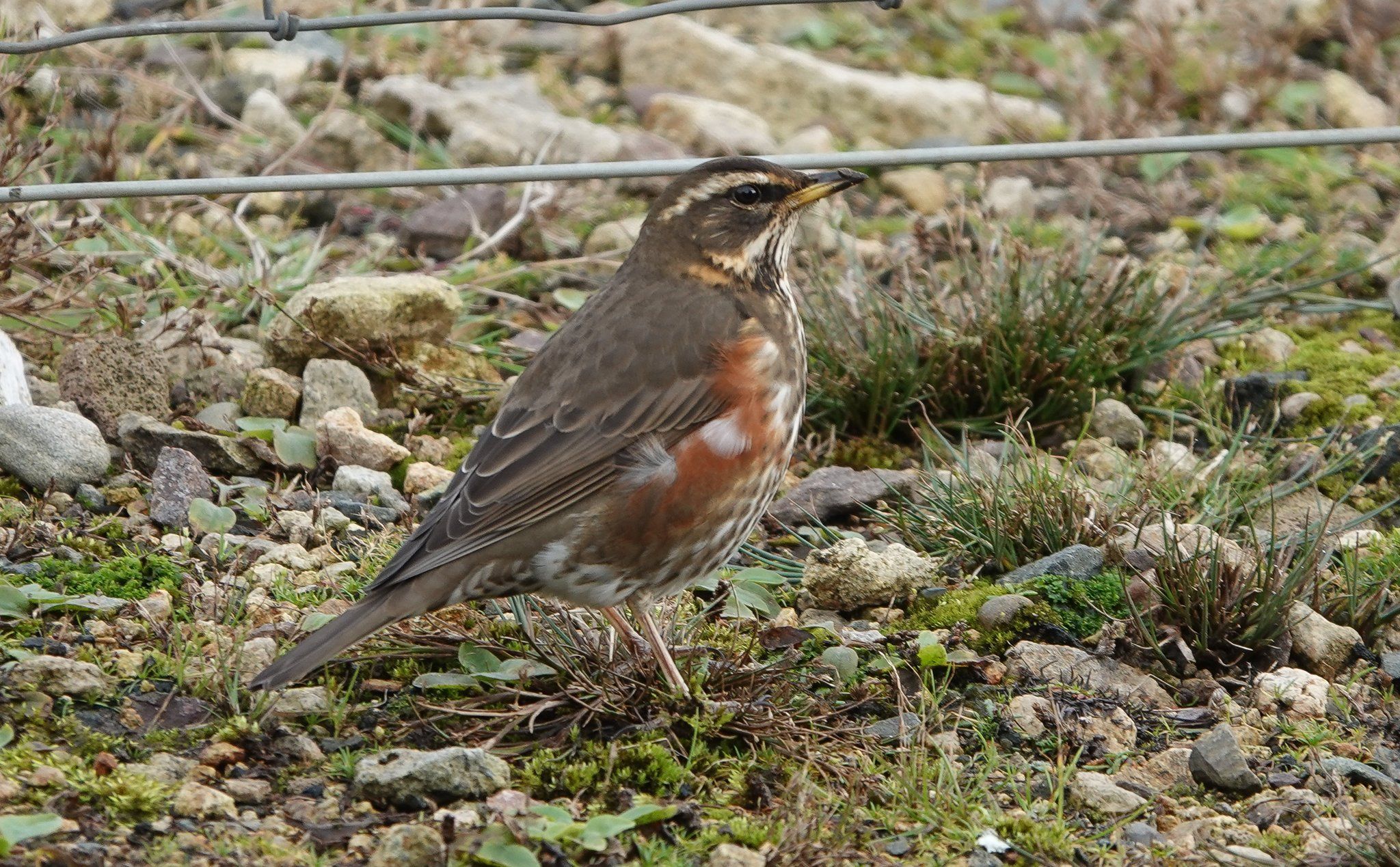FÁILTE: The newly-arrived redwing has been feasting on holly berries