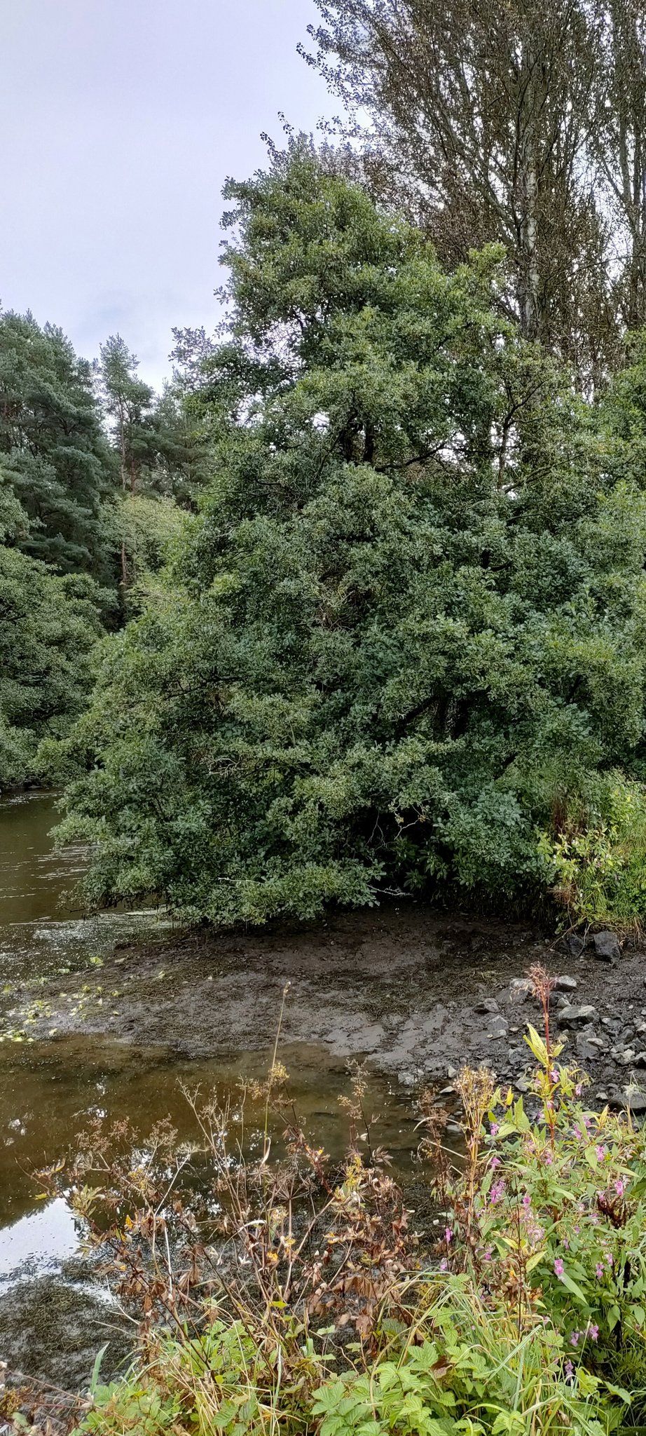 THIRSTY: The alder thrives when it has access to water