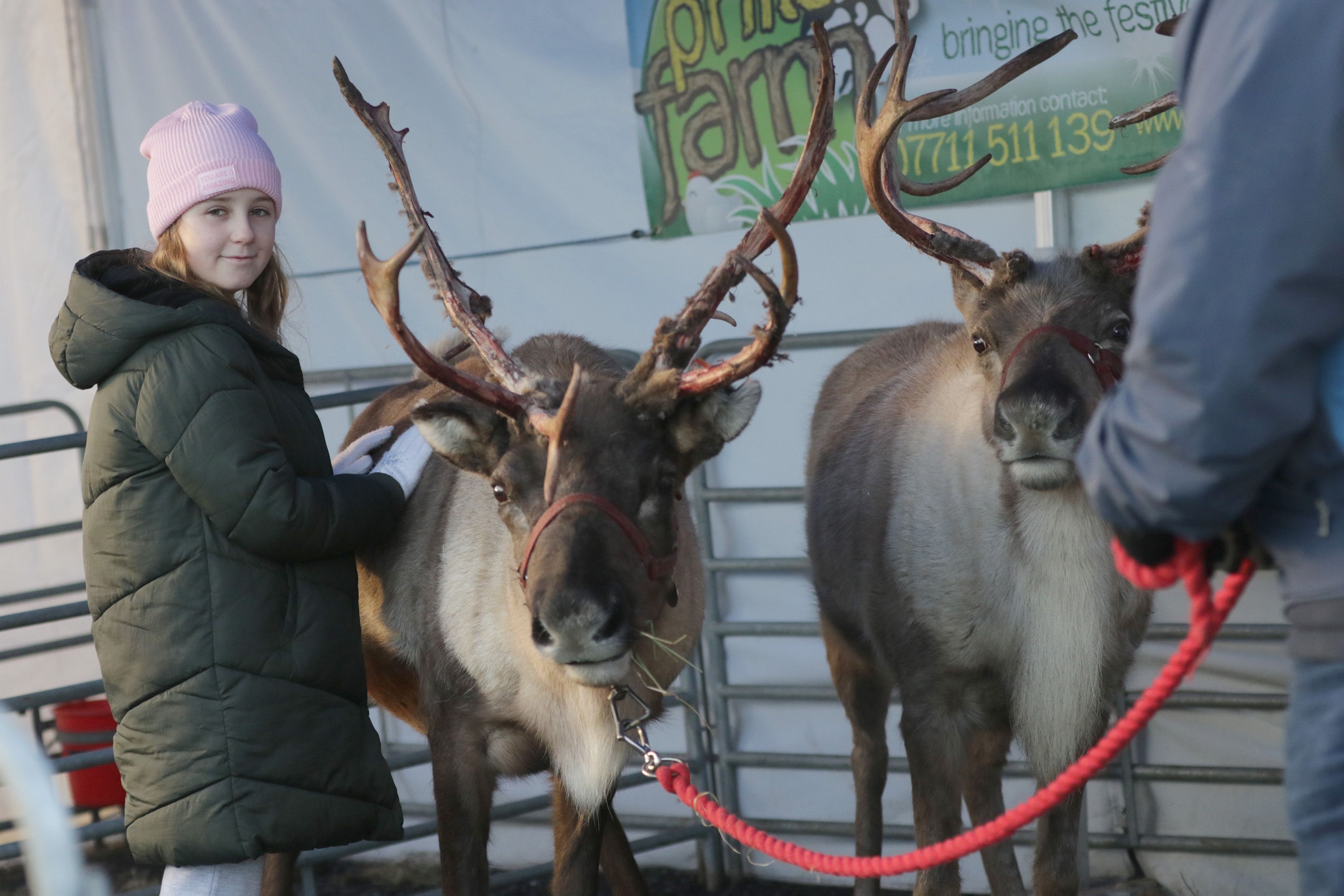FESTIVE SPIRIT: The reindeers are sure to be a big draw at the Hannahstown Christmas Market
