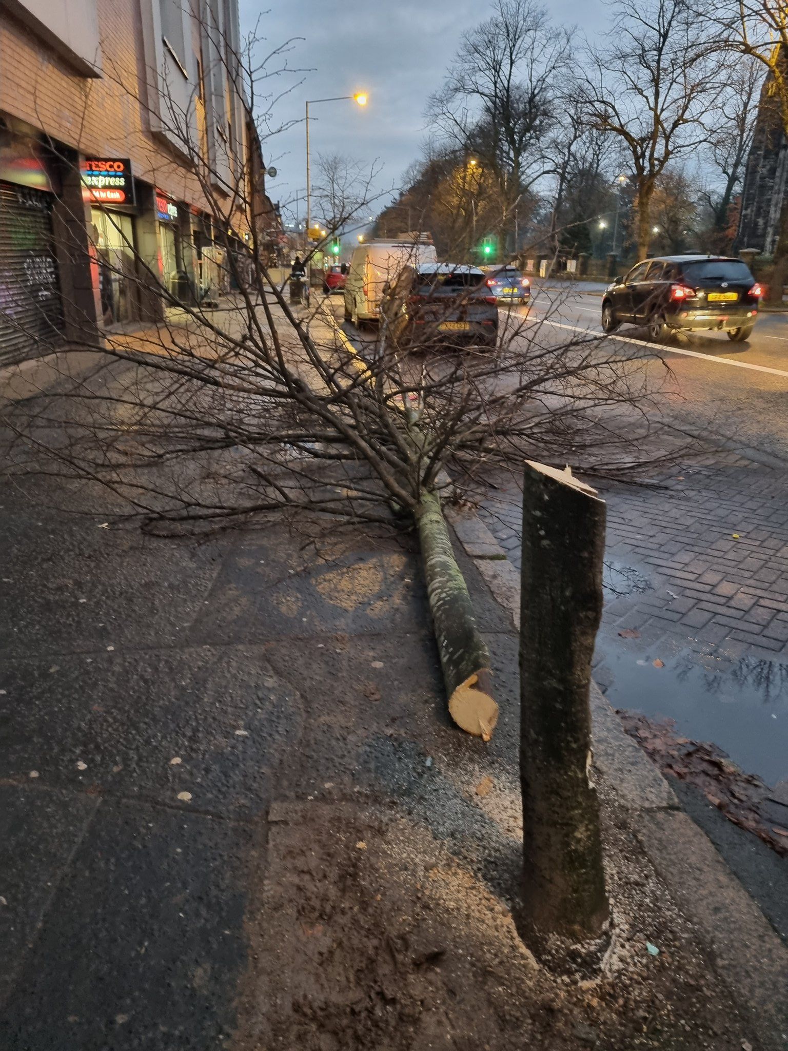 CUT DOWN: The tree outside the Tesco store on the Ormeau Road