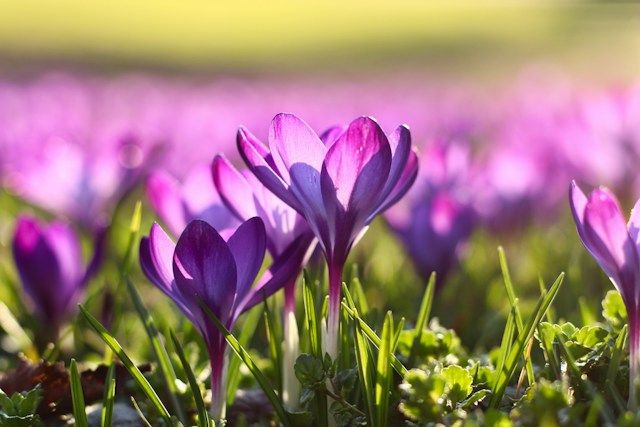 NEW YEAR TREAT: Plant bulbs now to enjoy crocuses in spring 2024