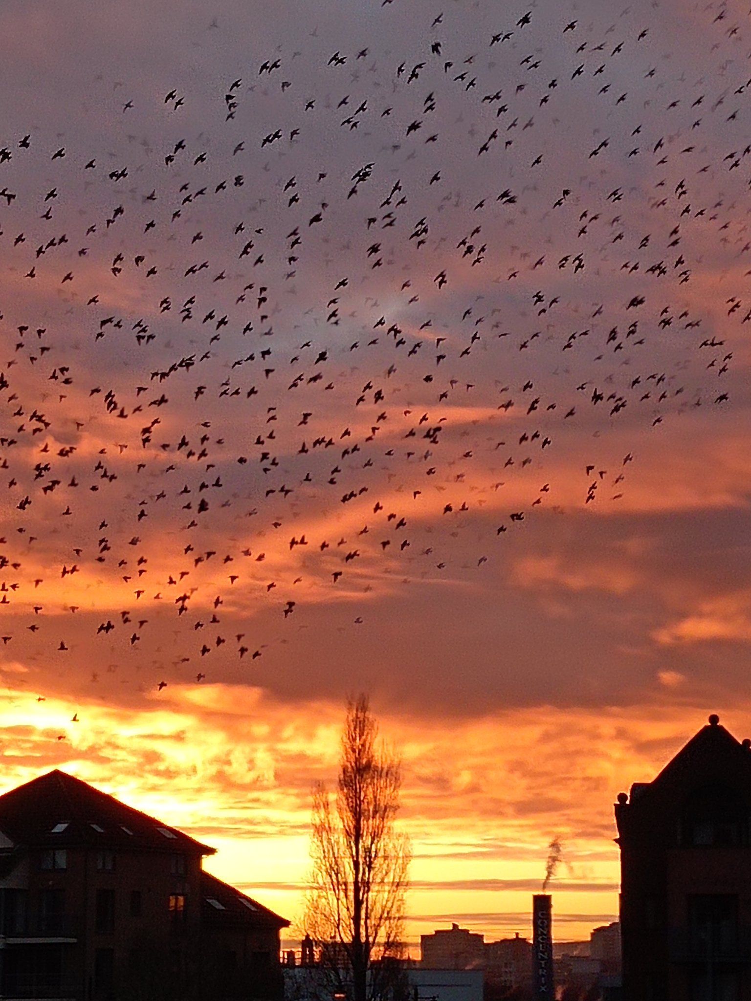 WELCOME BACK: Starlings fled Albert Bridge when floodlights were installed under it – now red filters are helping them make a return