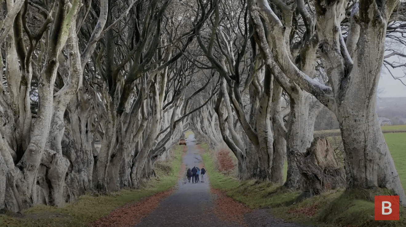 GOING, GOING... The Dark Hedges started to show their age this year as time and the weather took their toll