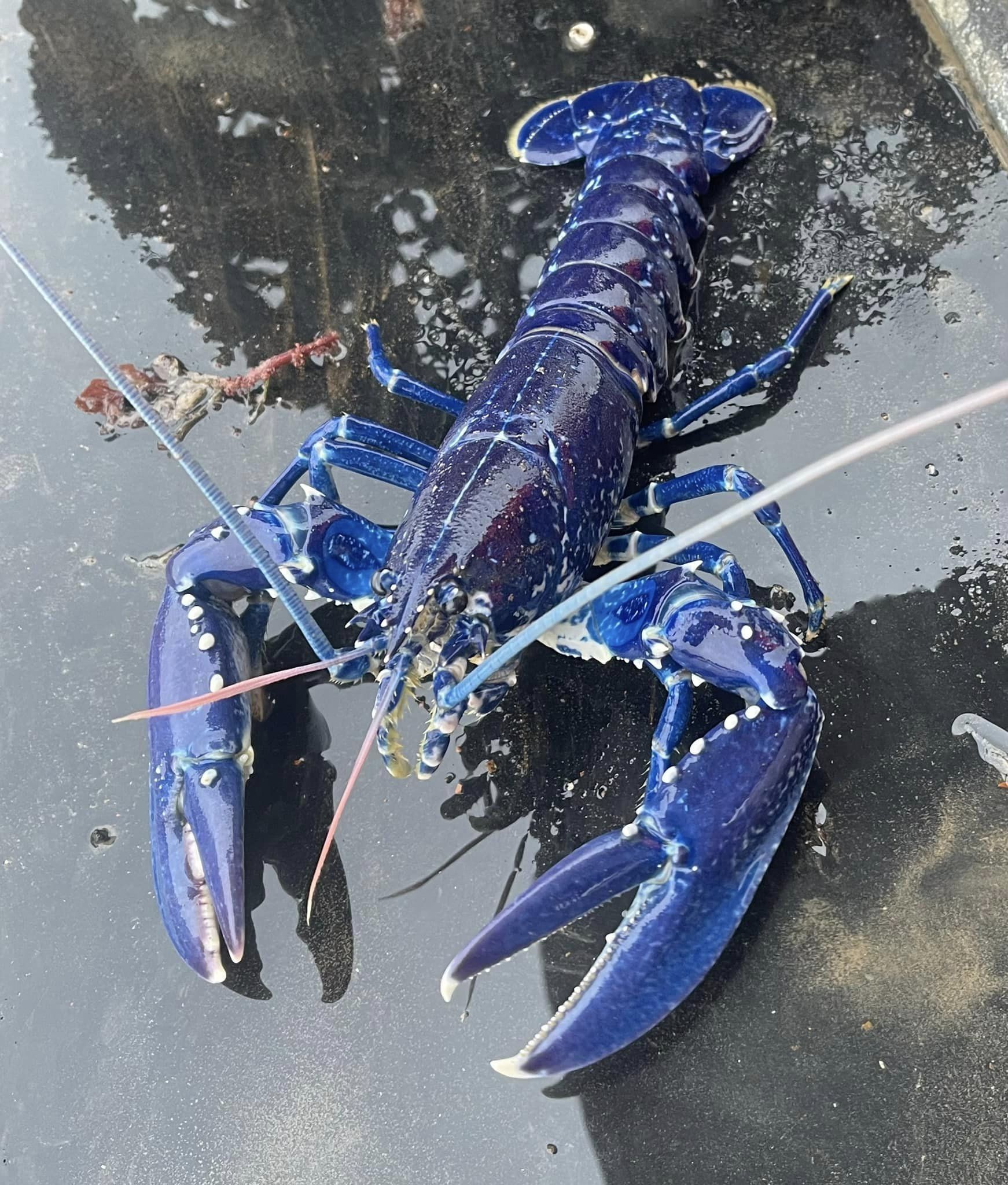 CATCH OF THE DAY: The bright blue lobster caught by fisherman Stuart Brown in Belfast Lough