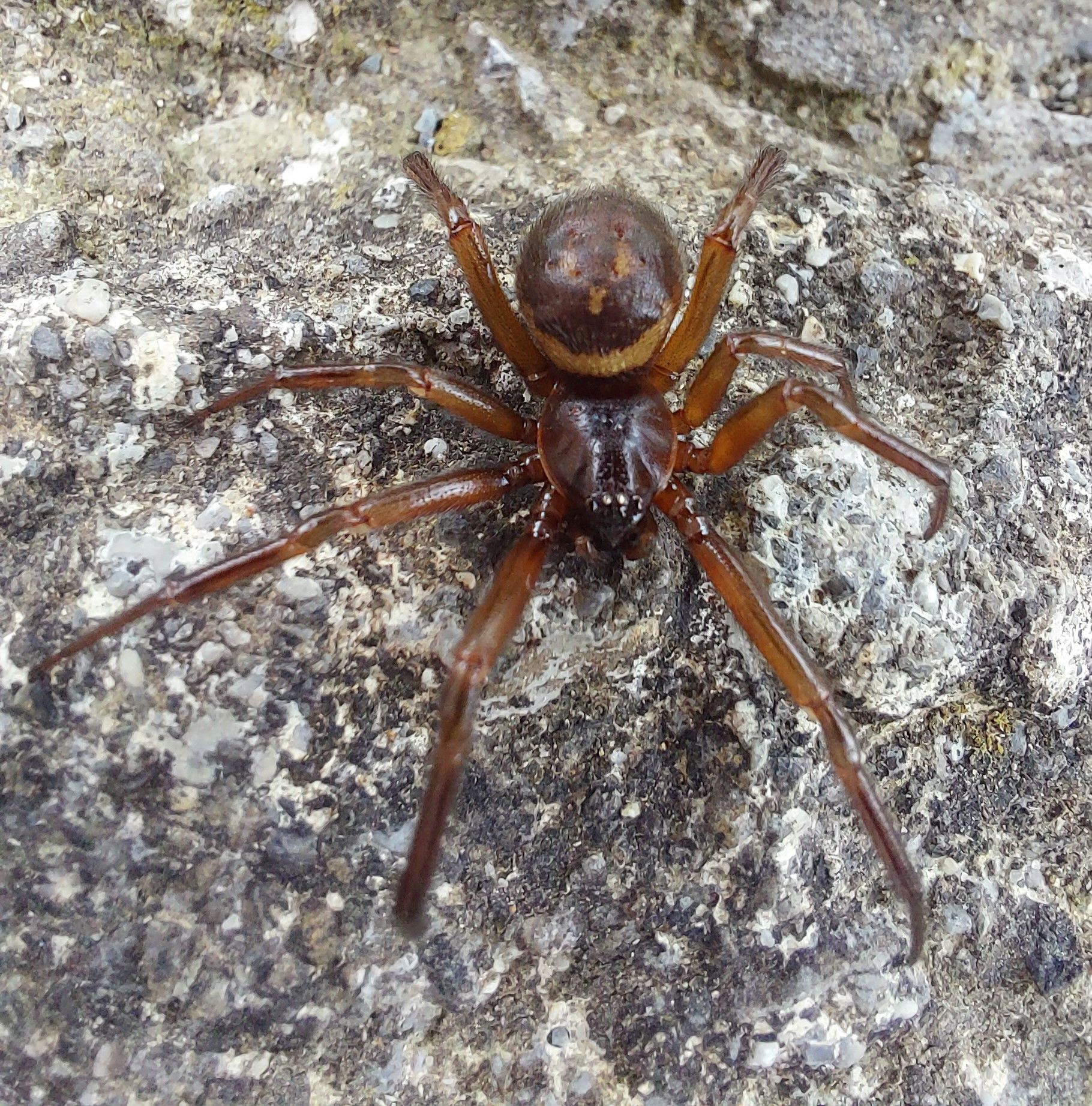 A SLOW END: The false widow is recognisable by its bulbous body and its distinctive ‘skull’ marking