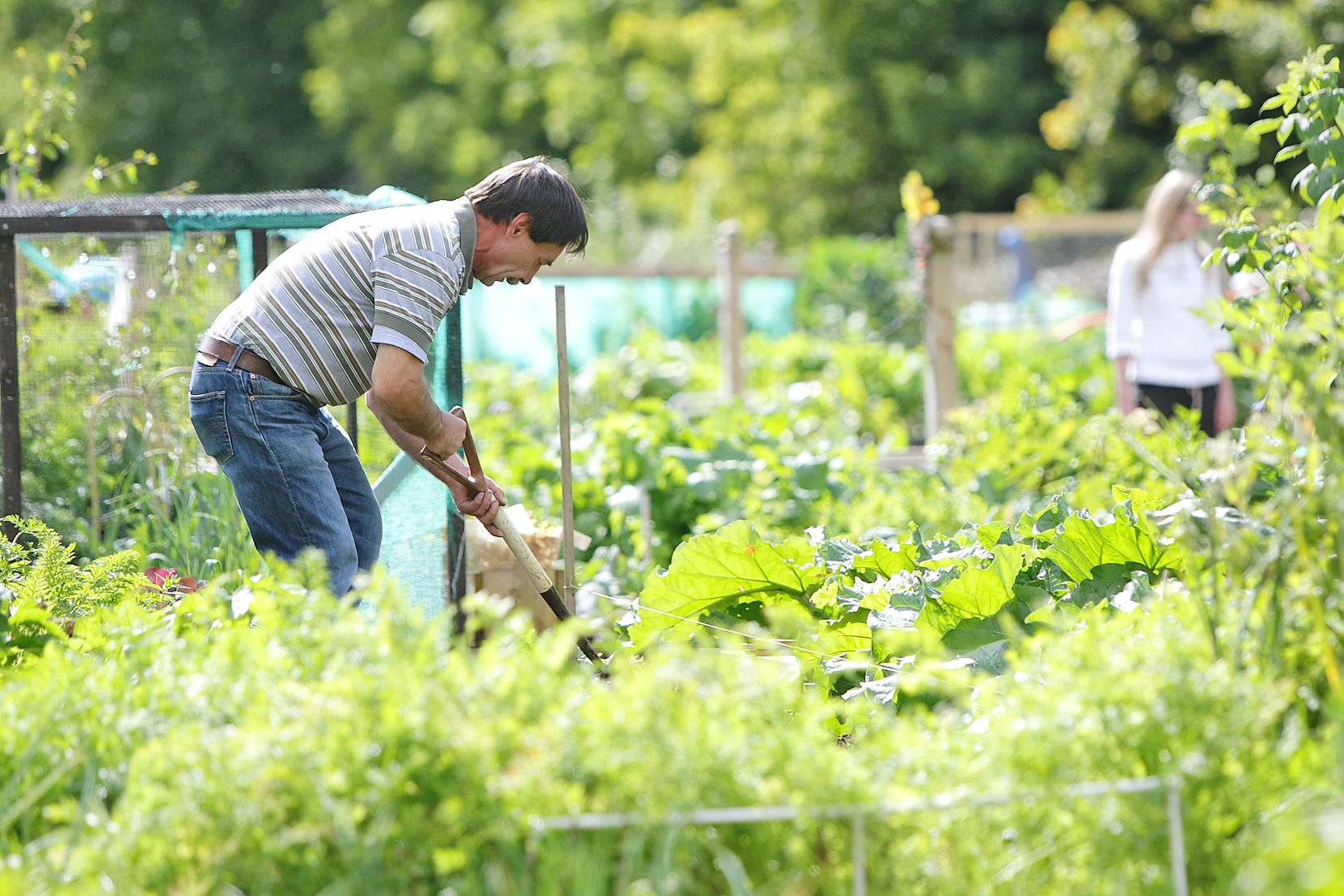 GREEN FINGERS: Colin allotments are a great example of community cohesion