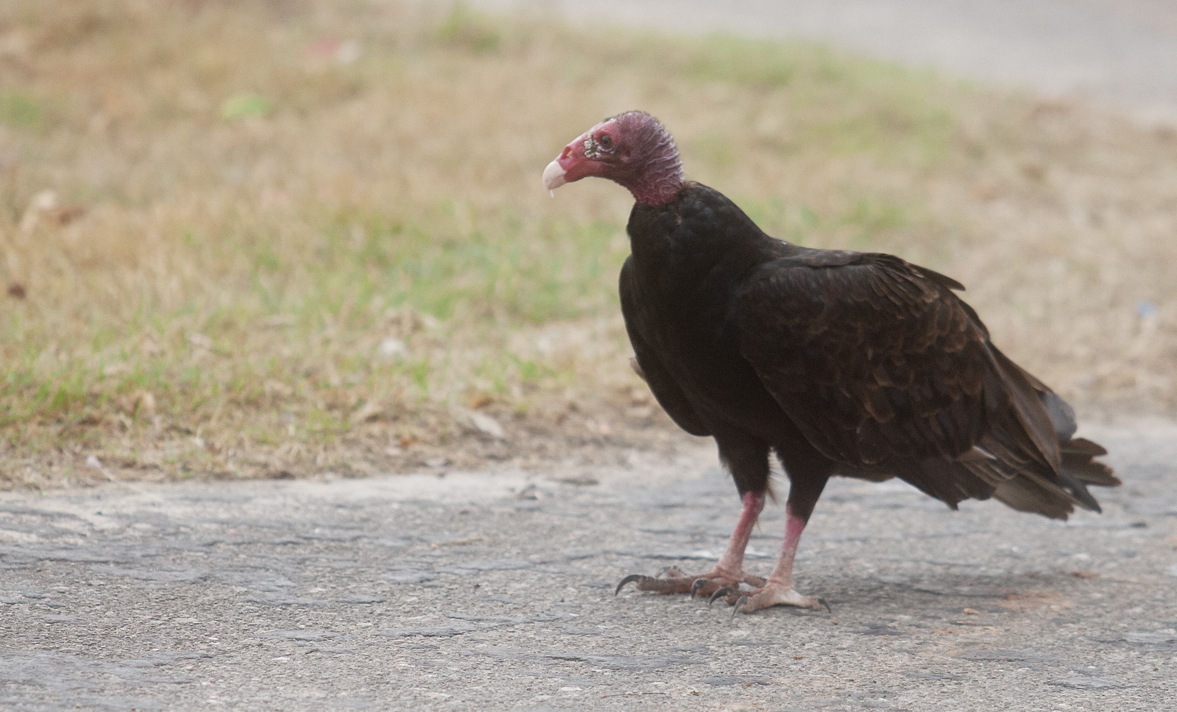 CARRION REGARDLESS: Vultures feeding on roadkill were easily spotted in Cuba – not so the elusive hummingbird
