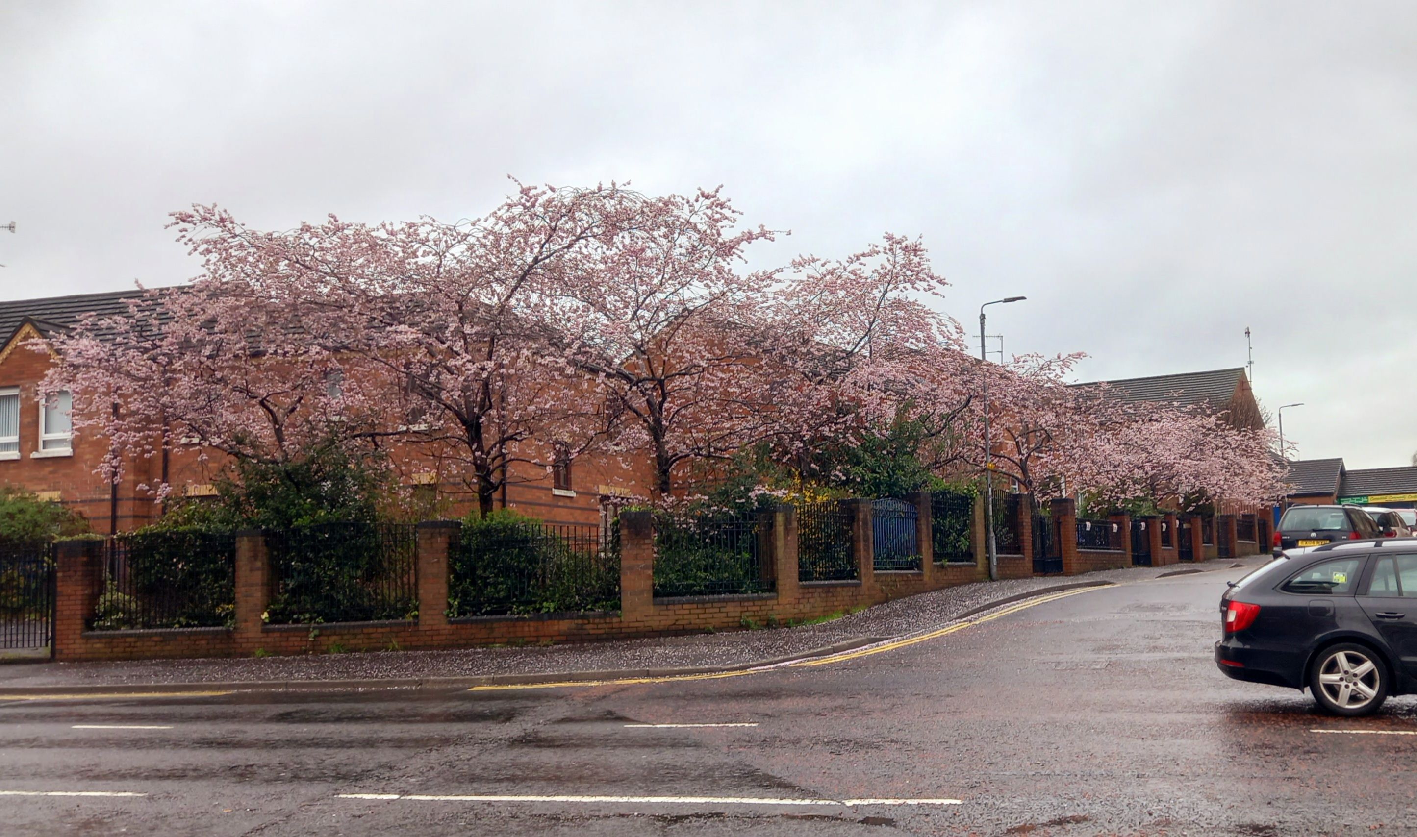 PRETTY IN PINK: Lower Regent Street in the Carrick Hill district