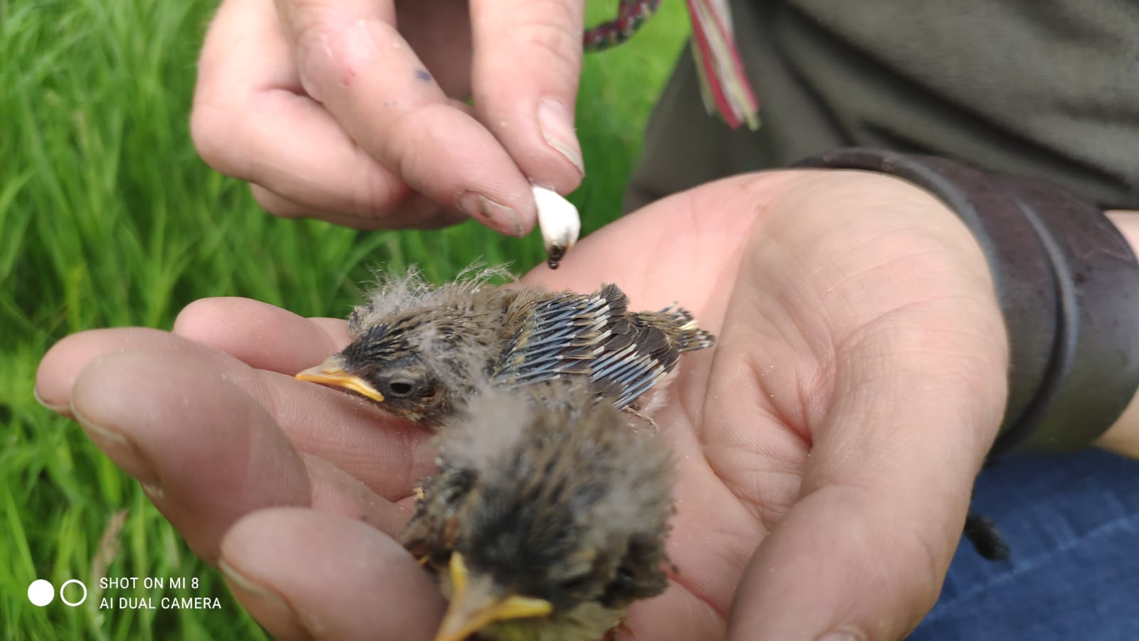 THRIVING: Ringing willow warbler chicks
