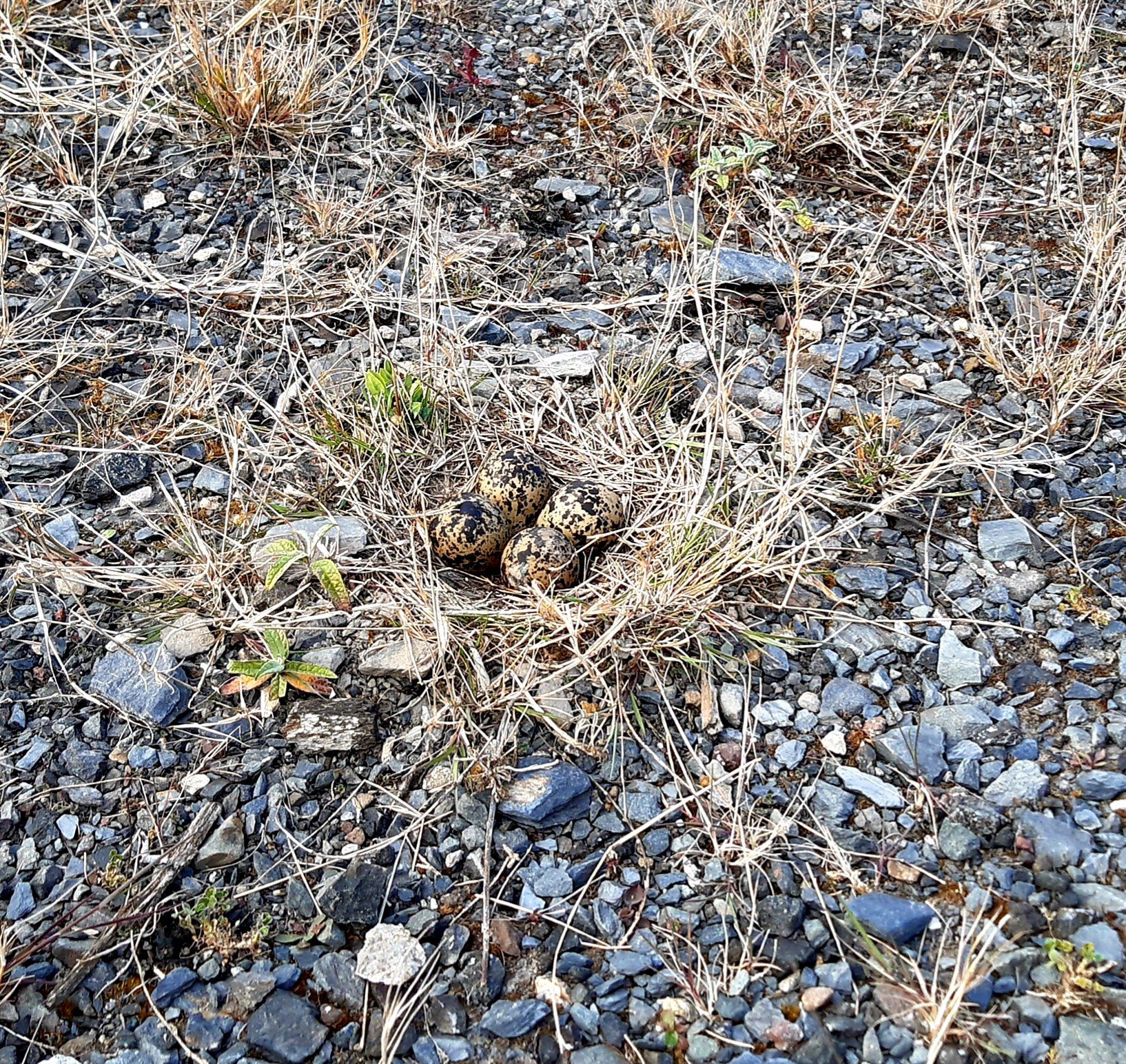 NATURE IN THE CITY: Lapwing\'s eggs in Giants Park