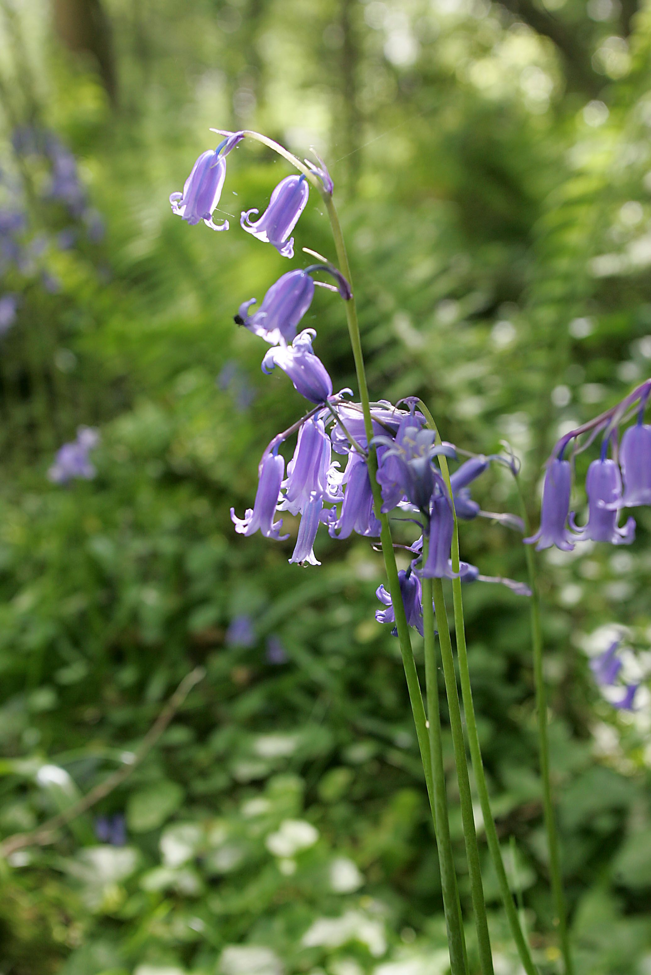 COMMUNITY: The bluebells bloomed as music and poetry filled the Black Mountain air