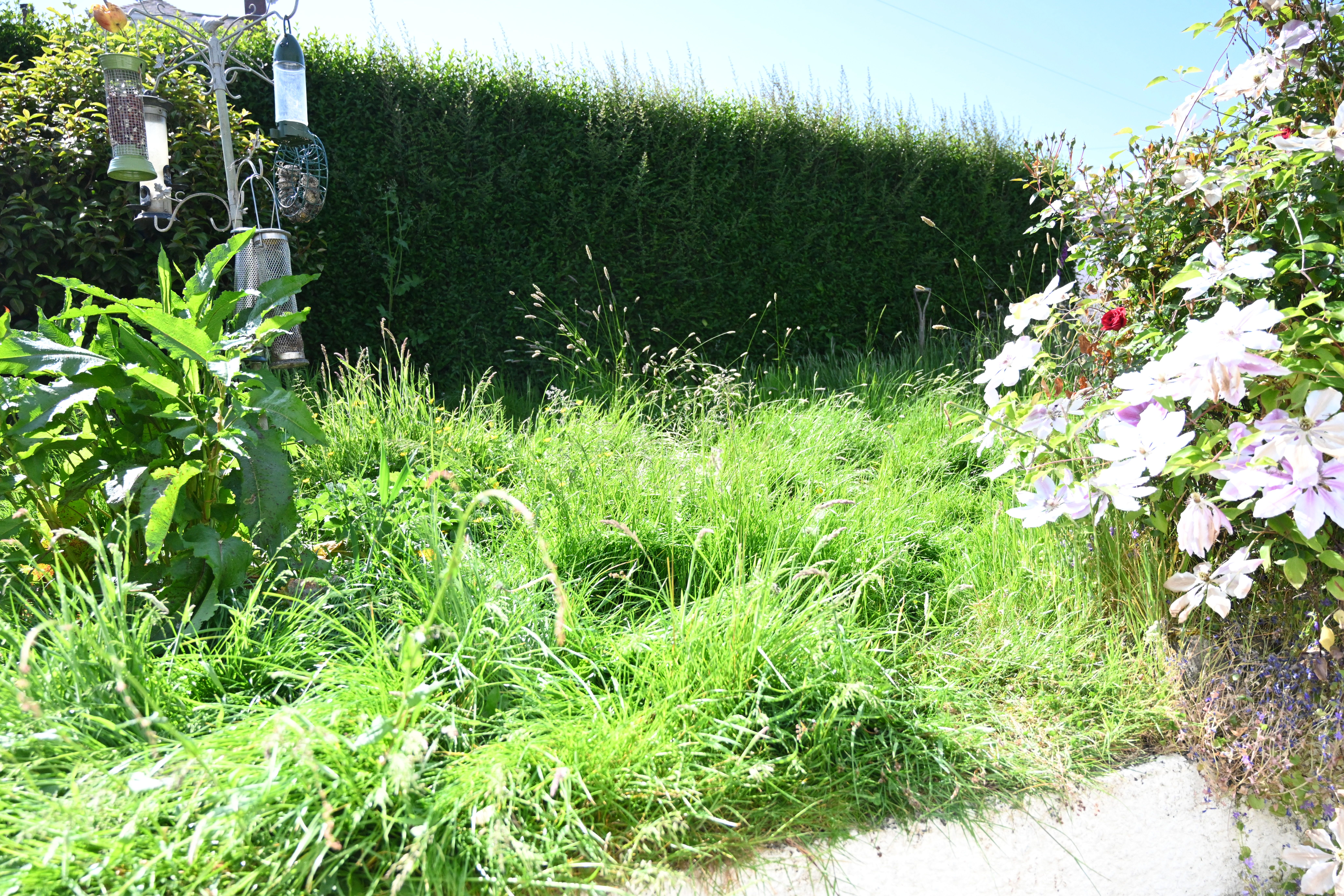 RAMPANT: No-Mow May is a godsend for nature in Dúlra’s garden – but a lawnmower just won’t suffice for the early June job