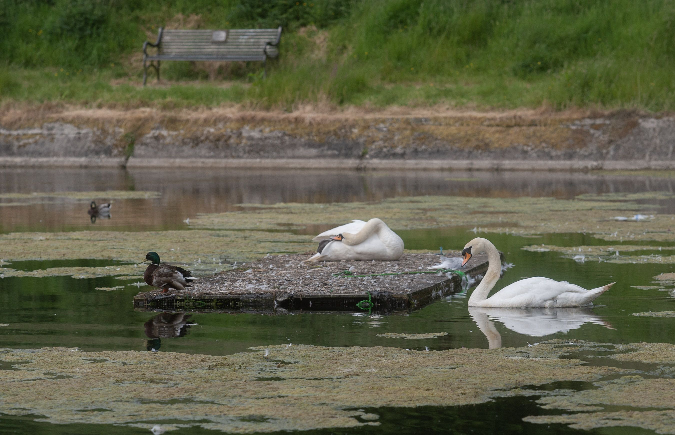 BEAUTY SPOT: The middle dam on Ligoniel’s Environment and Heritage site