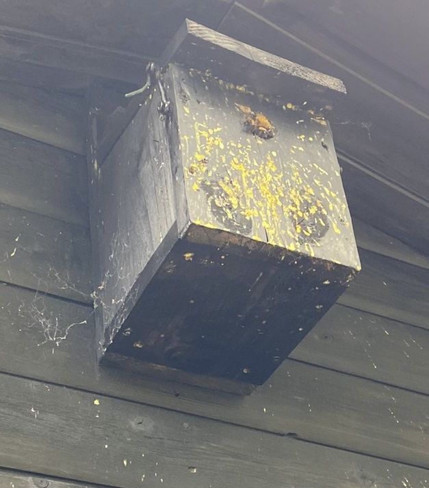 HIJACKED: The bird box is now home to a colony of bees