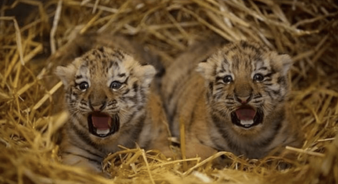 BEHIND BARS: The RTÉ show follows life in Dublin Zoo for animals and staff