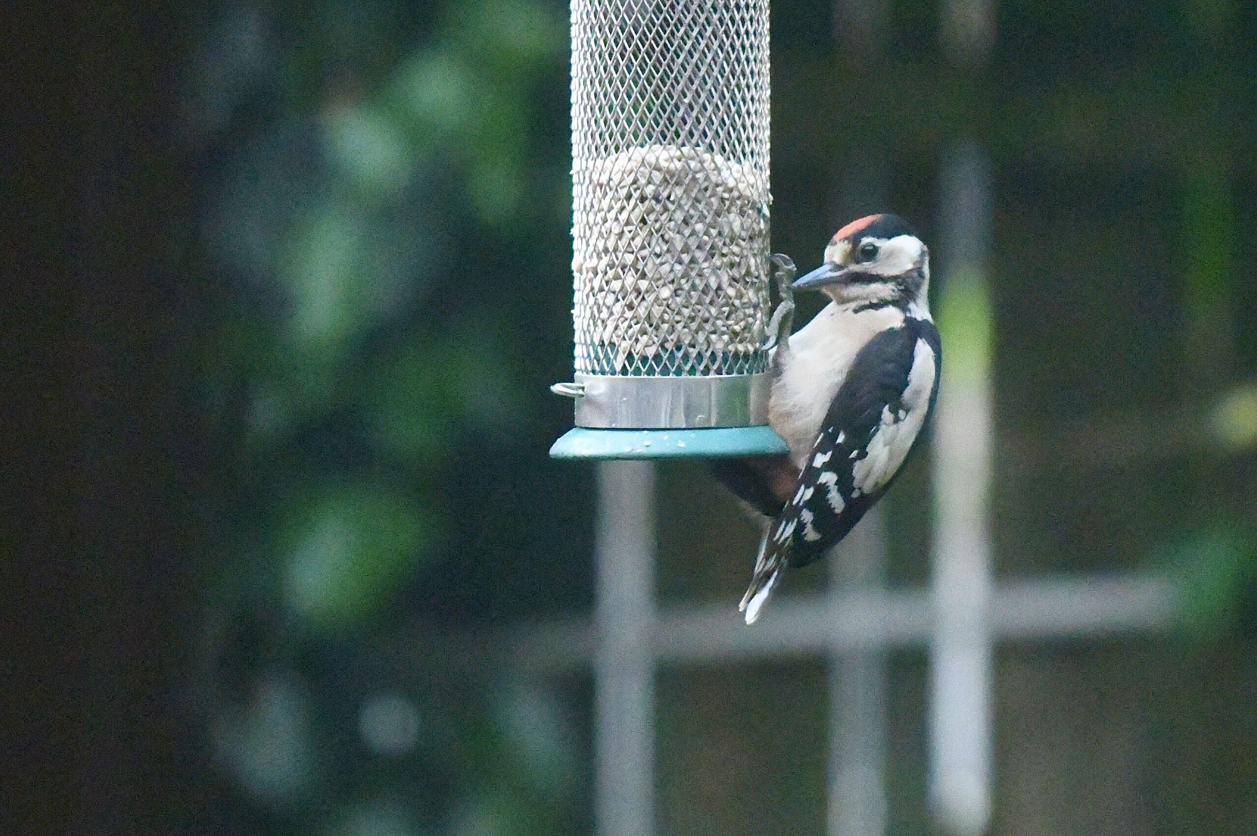 TO THE VICTOR THE SPOILS: The woodpecker feeds alone on sunflower hearts after it ripped the wing off a goldfinch