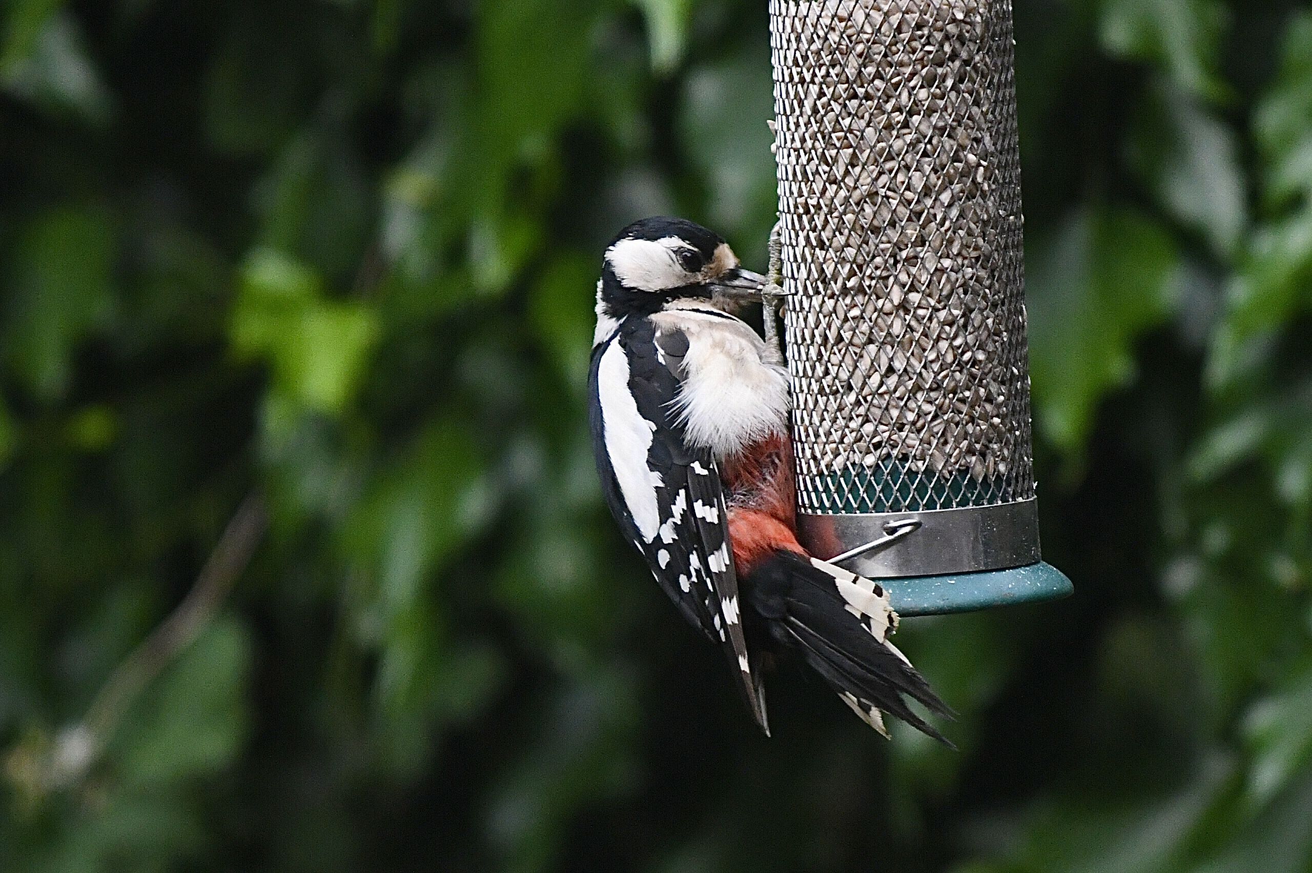 MOVING AROUND: A great spotted woodpecker was spotted on the Glen Road this week
