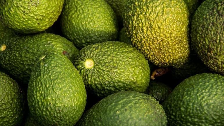 WORTH TRYING: Avocados have become in recent years something of a fad food