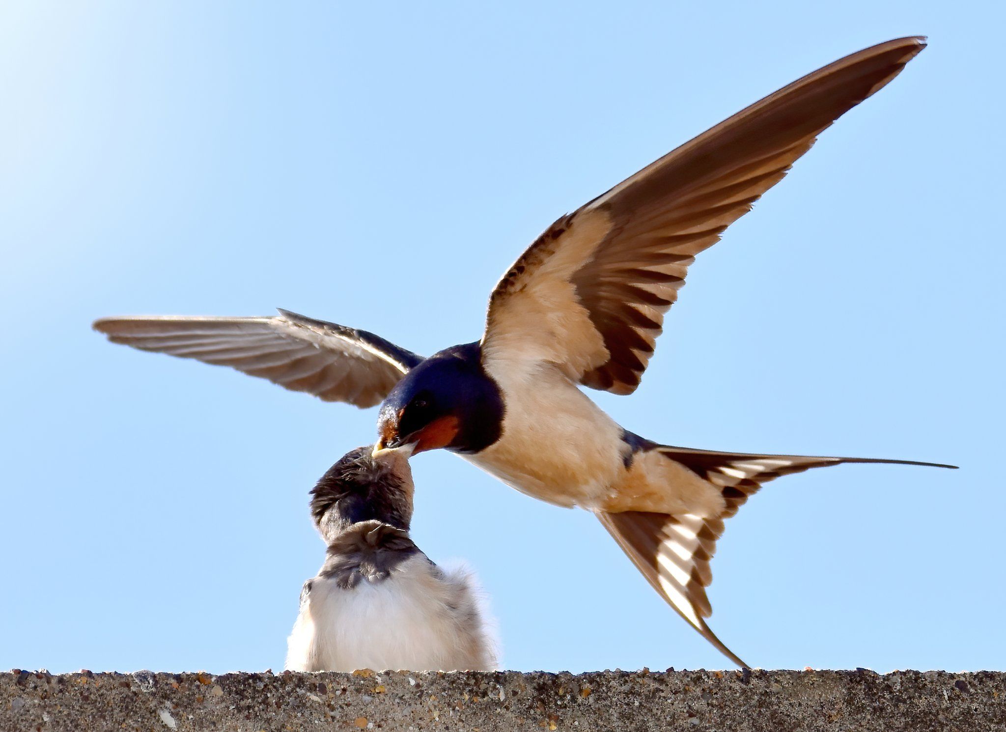 MEALTIME: A swallow feeds her young