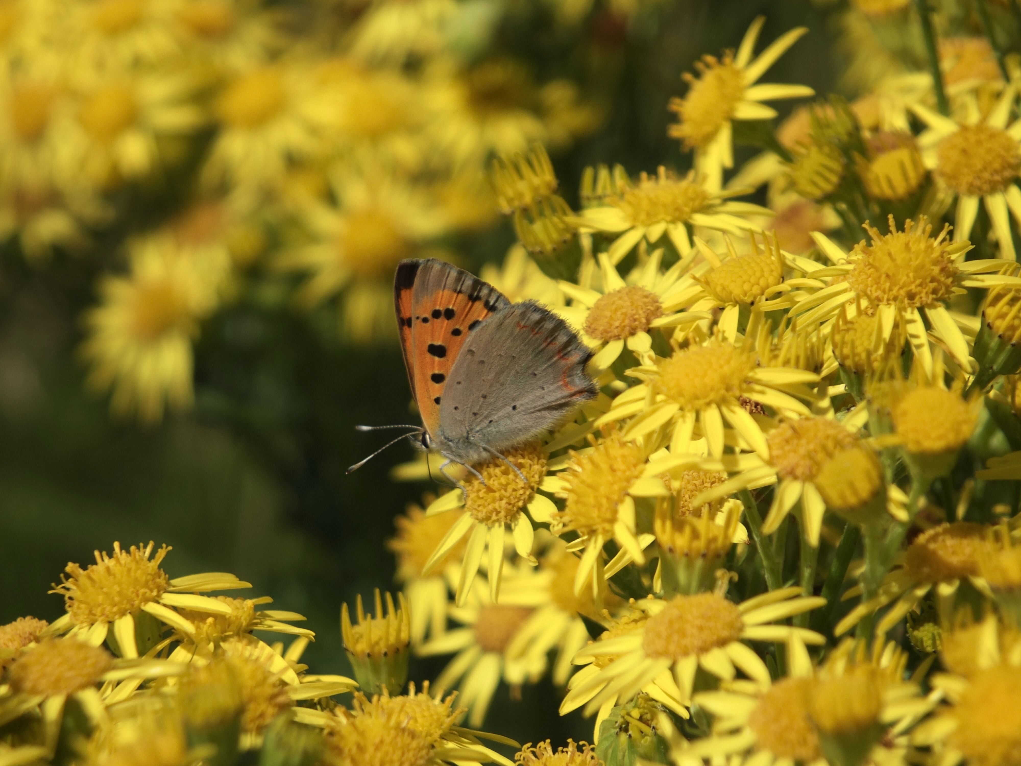 SILVER LININGS: The small copper on ragwort