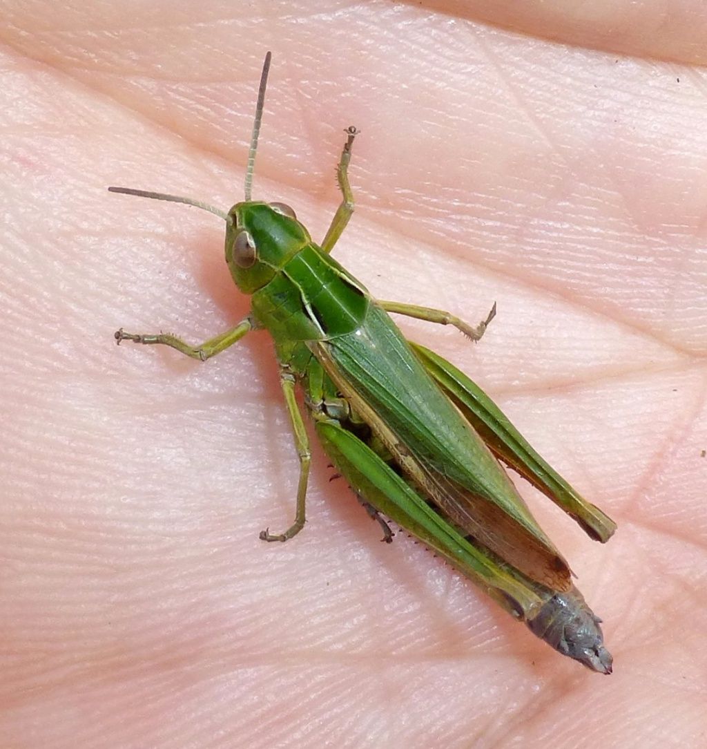 DELIGHT: Dúlra’s No-Mow May has brought the common grasshopper back