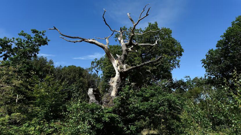 FINALIST: The Belvoir Park oak which is reckoned to be 500 years old