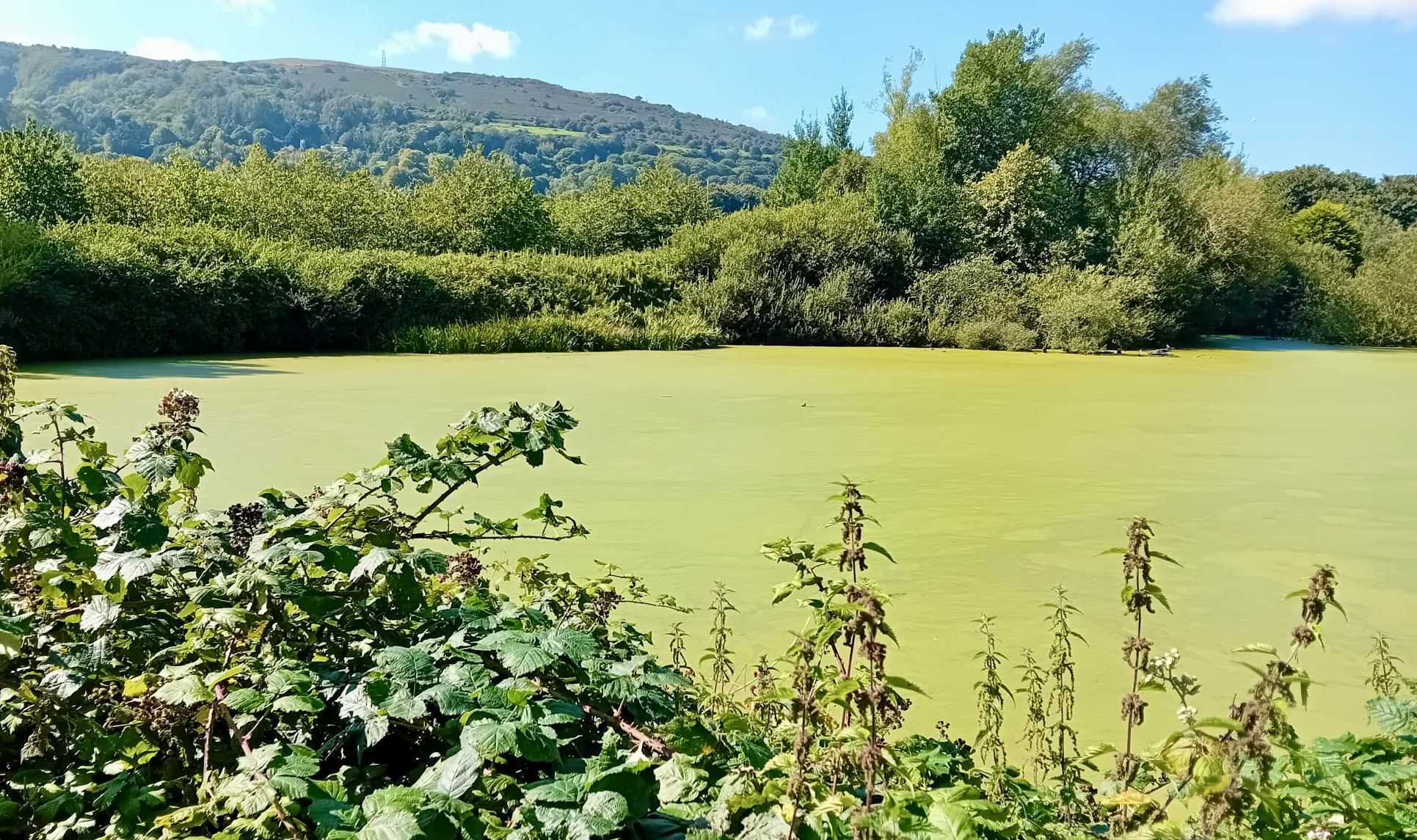 GREEN ALGAE: The lake at Valley Park has succumbed to the algal bloom