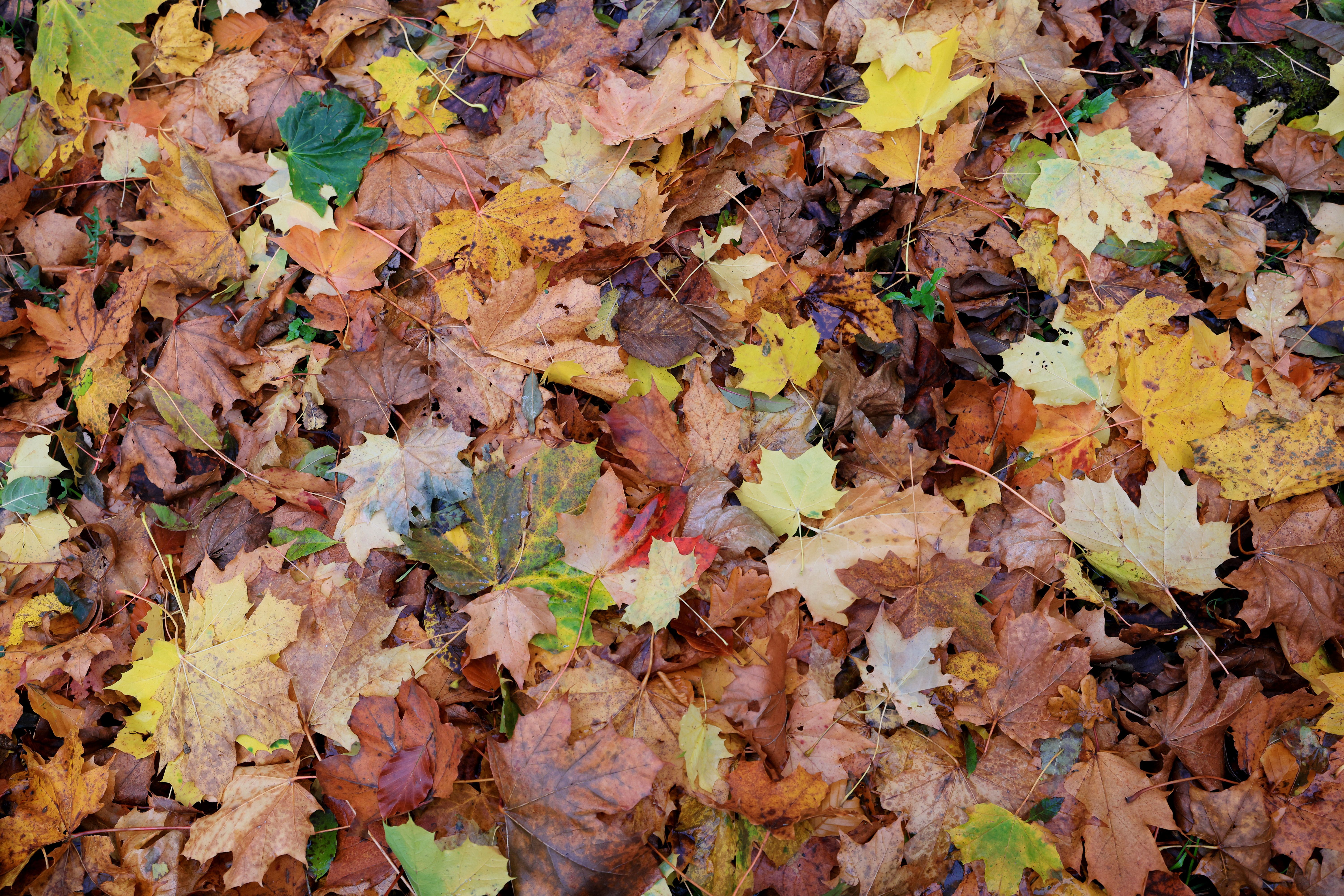 MELLOW: The rich colours of autumn remind us that variety is the spice of life