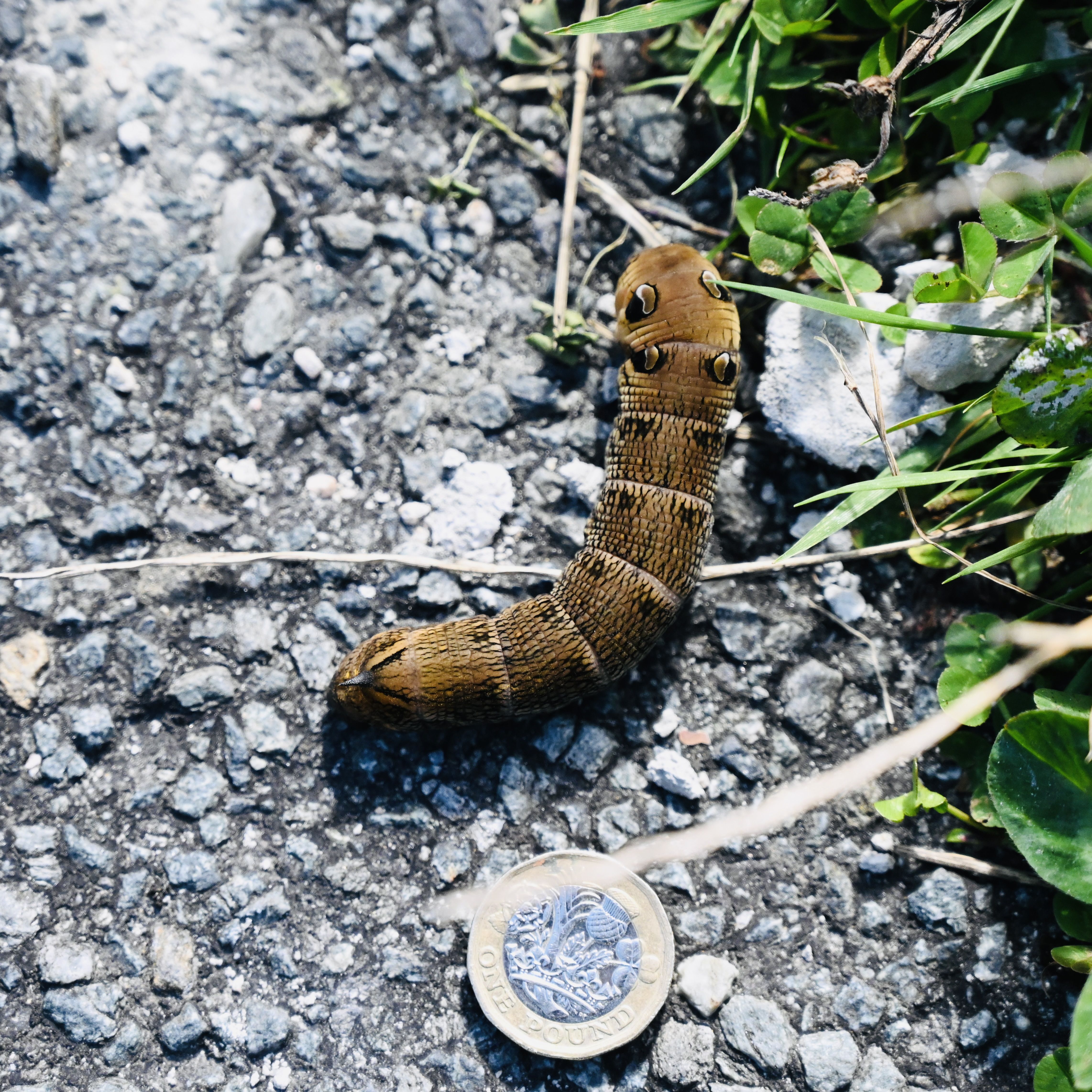 EYE-EYE: The elephant hawk moth caterpillar