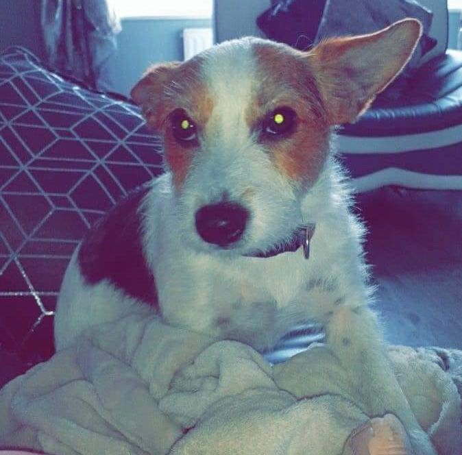 KILLED: Harvey, the Jack Russell, was mauled to death in Polegass