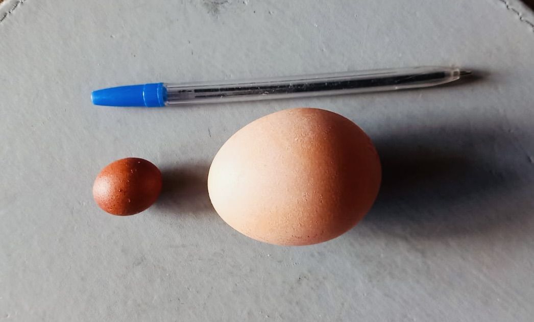 RARITY: The tiny egg beside a regular egg