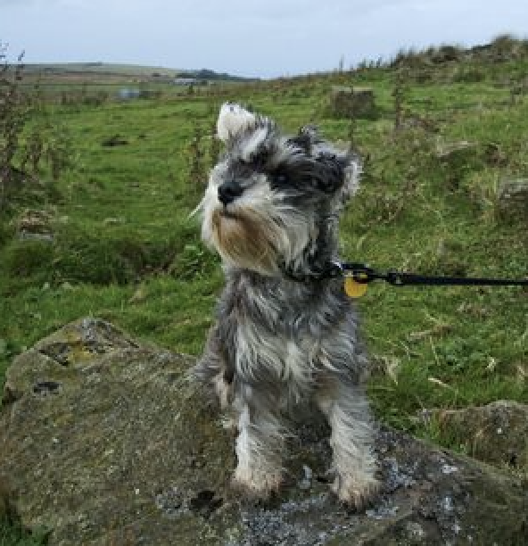 AWARENESS: Belfast Hills Partnership want to spread awareness of the disease Neospora and the importance of picking up after your dog and keeping it on a lead while on the Hills