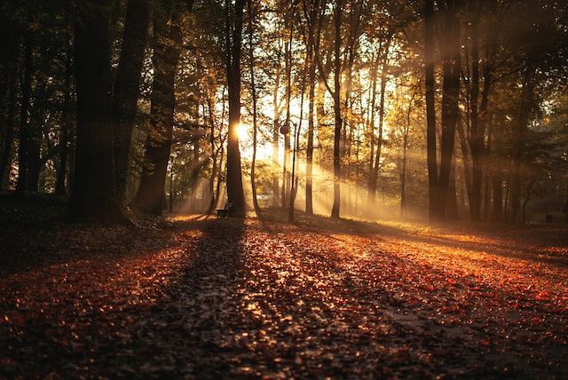 CATCH THE LIGHT: Autumn brings a unique warmth, solace and inner peace