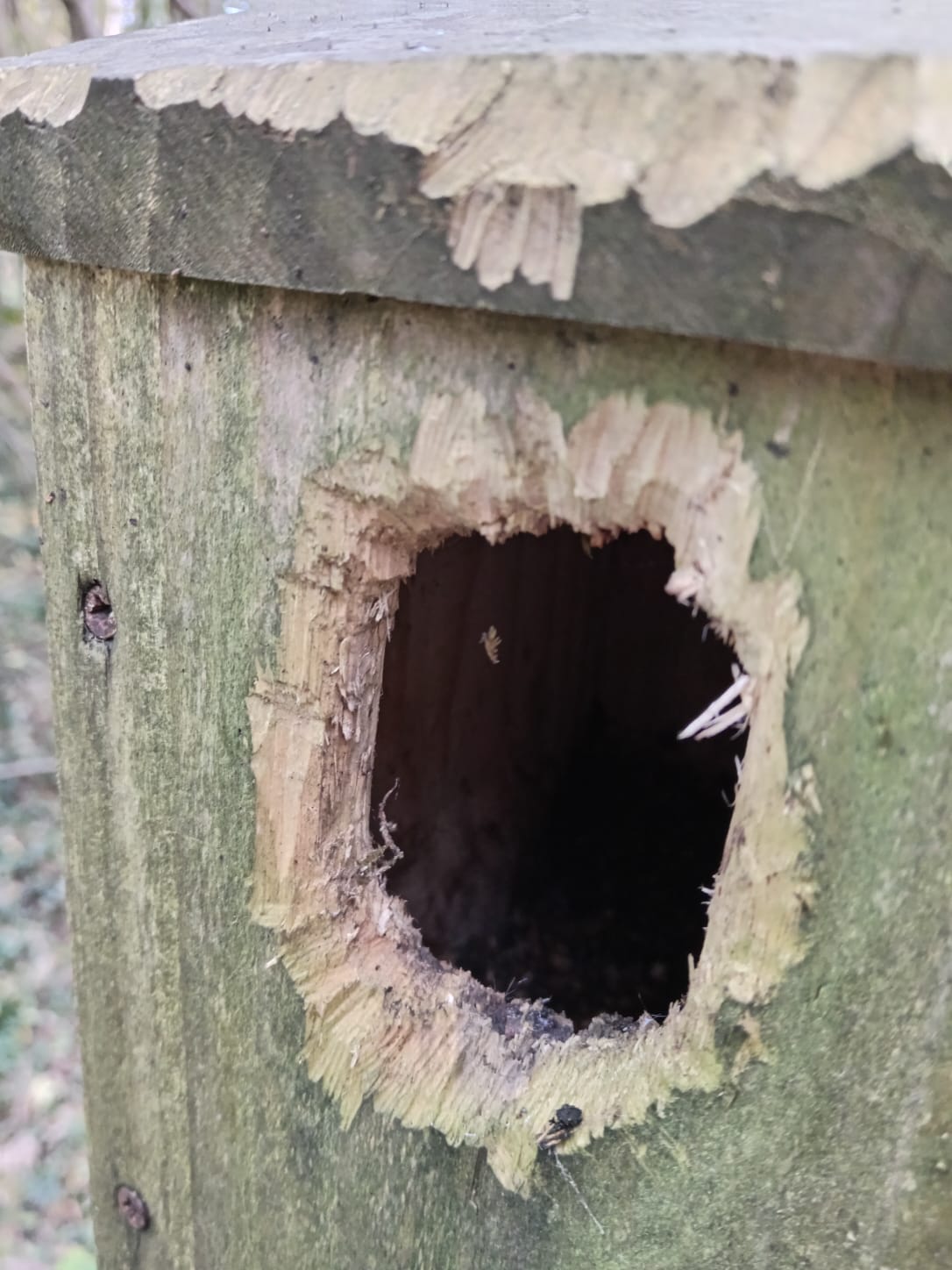 THE HOLE TRUTH: A great spotted woodpecker chiselled the small nest box hole into a much larger one