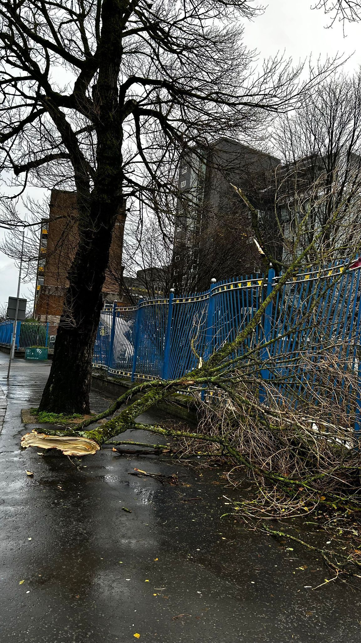 EYE OF THE STORM: Damage to a tree outside the Royal Victoria Hospital on the Falls Road