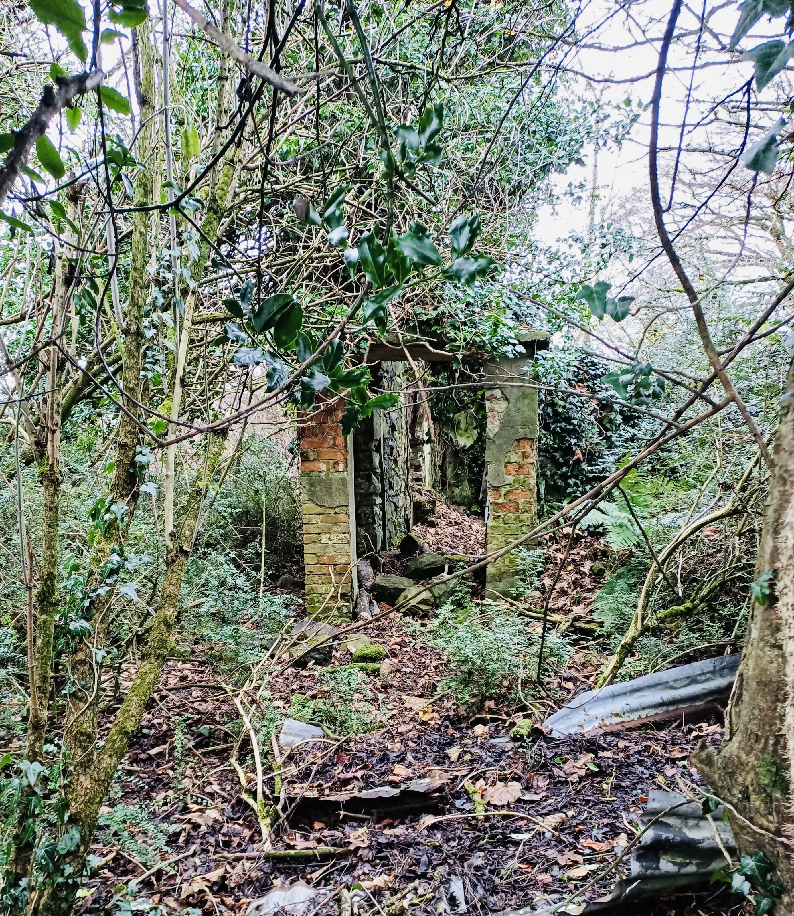 DESTINATION: The holly growing close to the old house on the Black Mountain slopes