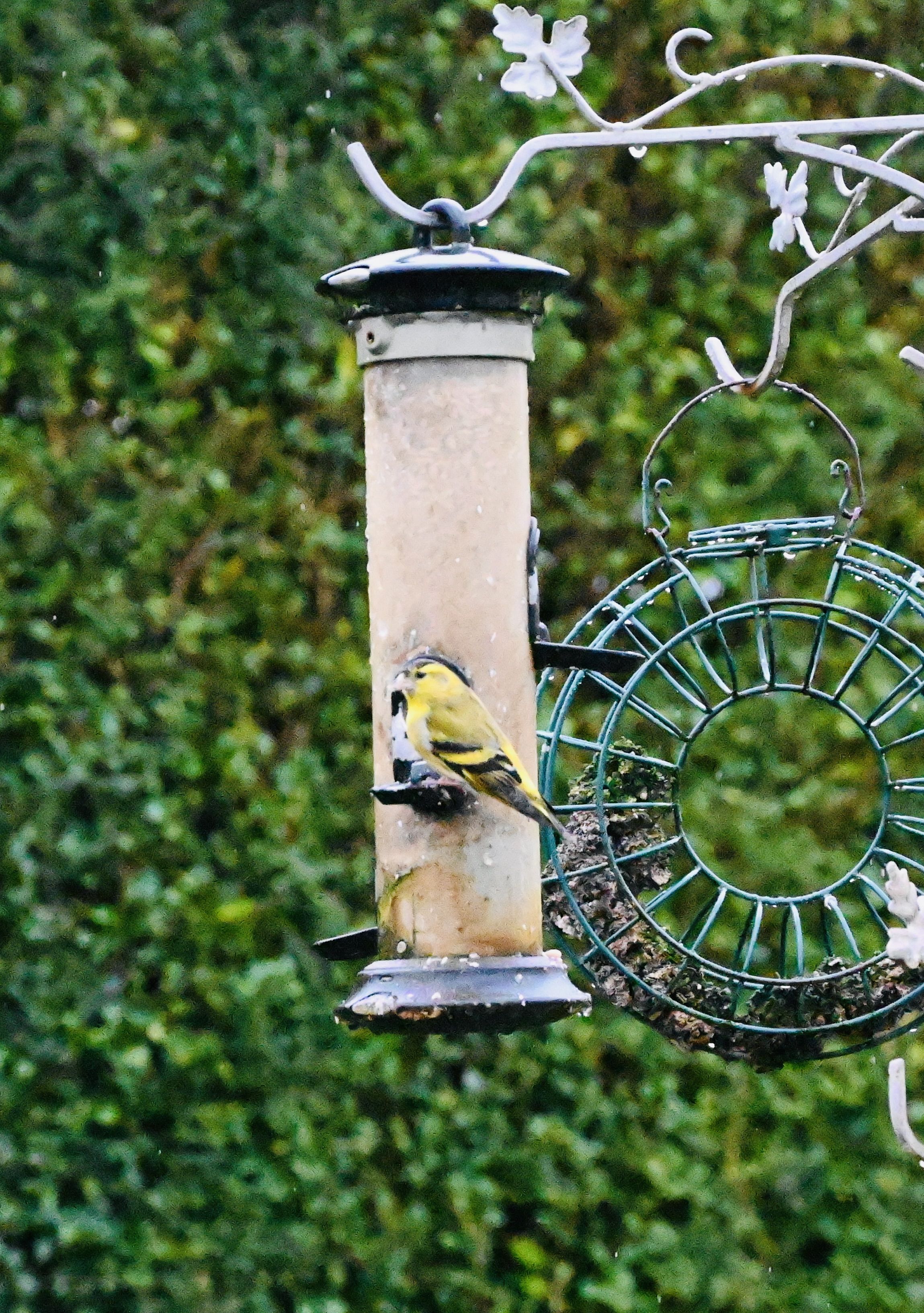 FÁILTE: The siskin is a very welcome visitor